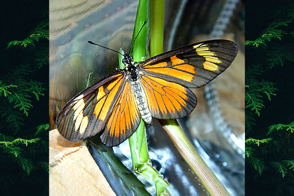Actinote pellenea pellenea