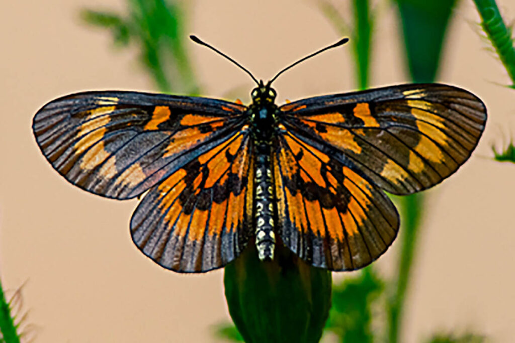 Actinote surima surima