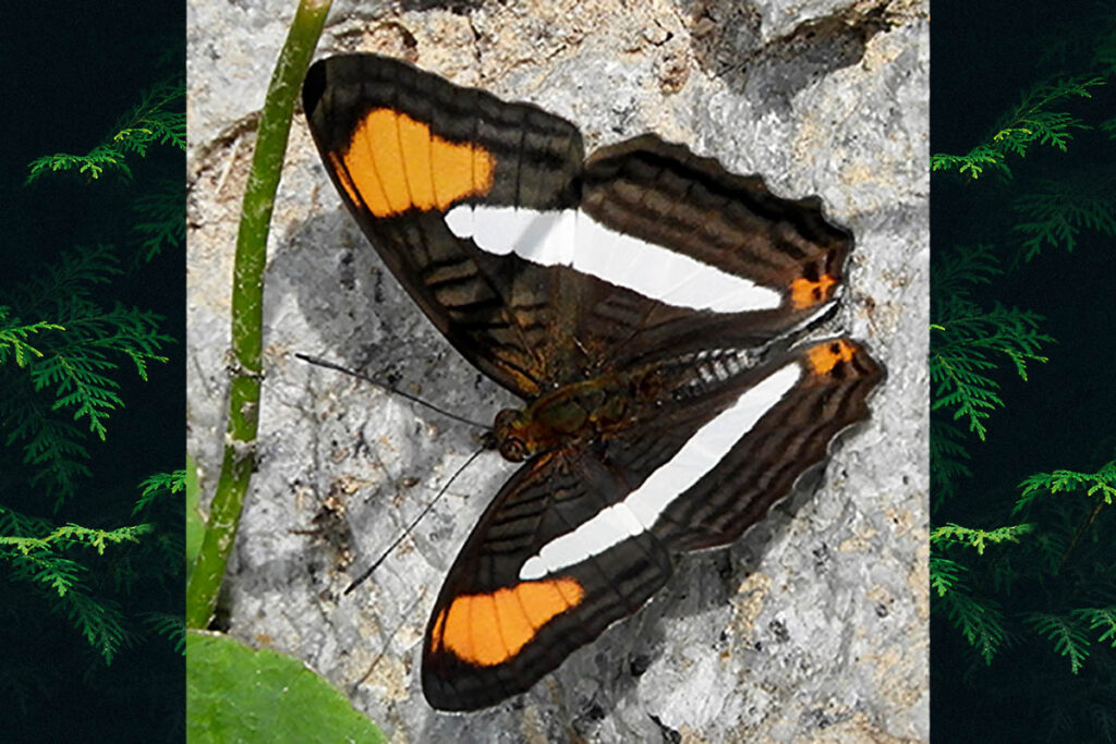 Adelpha abia