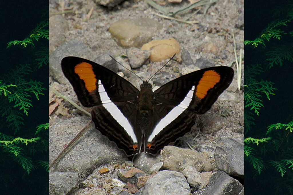 Adelpha calliphane