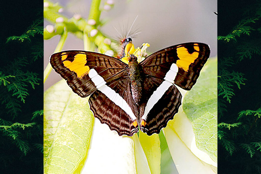 Adelpha capucinus velia