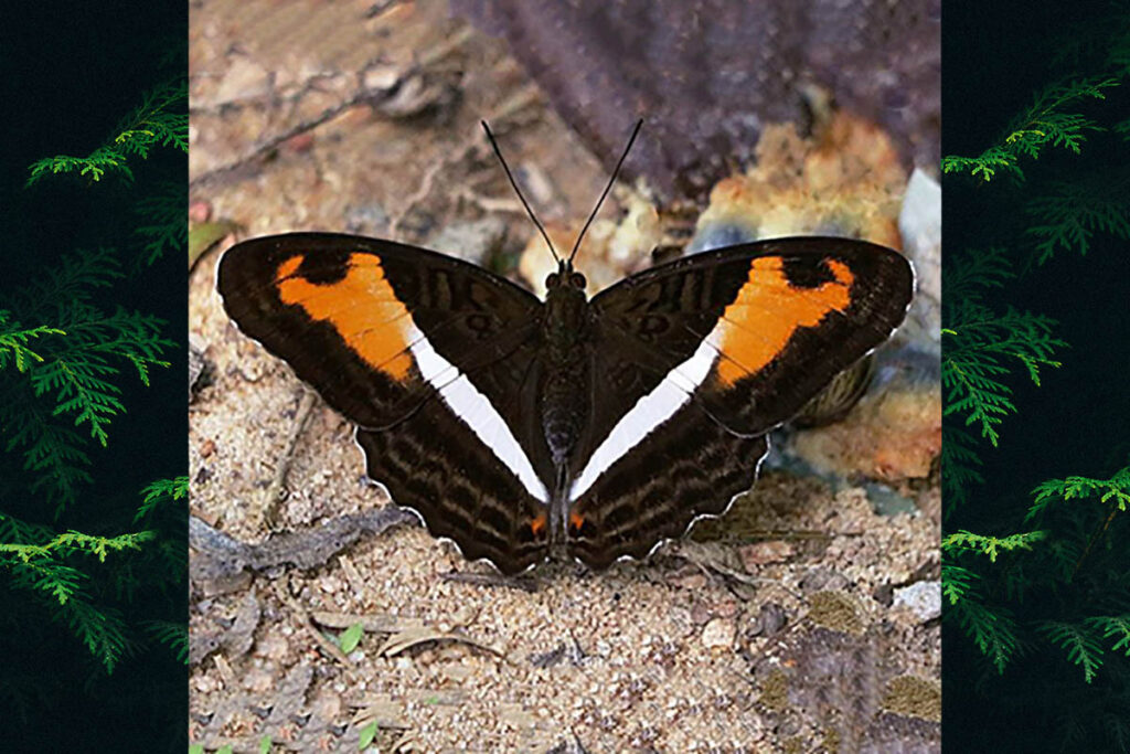 Adelpha cocala caninia