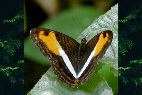 Adelpha cocala didia