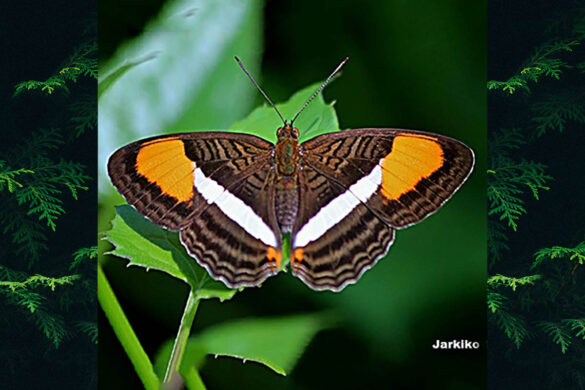 Adelpha cytherea aea