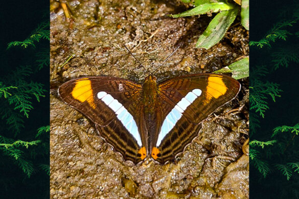 Adelpha epizygis epizygis