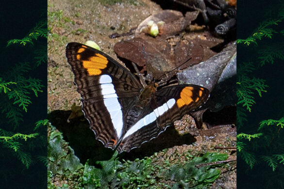Adelpha erotia erotia