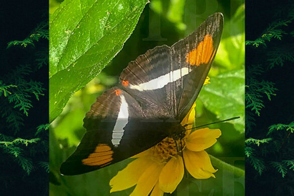 Adelpha gavina