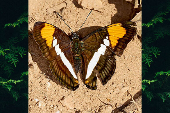 Adelpha hyas hyas