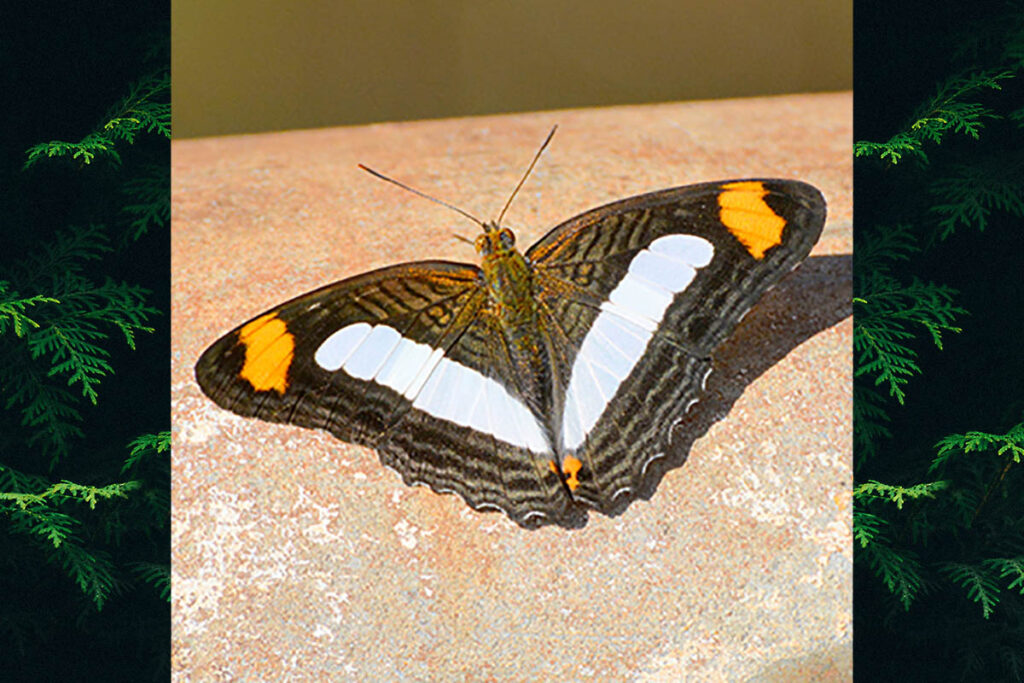 Adelpha iphicleola iphicleola
