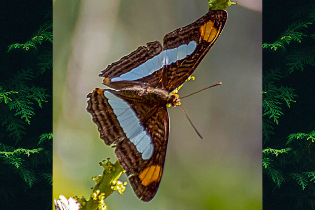 Adelpha iphicleola leucates