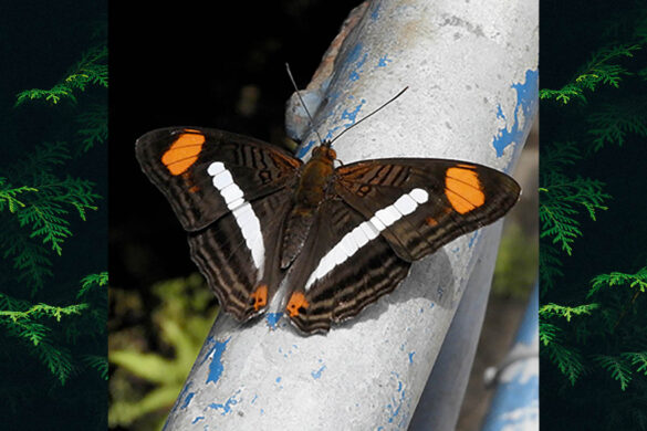 Adelpha iphiclus ephesa