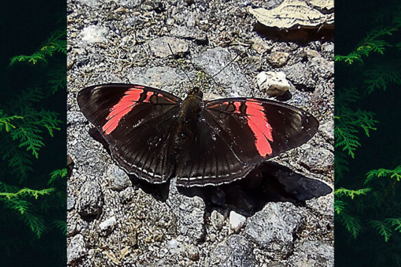 Adelpha lycorias lycorias