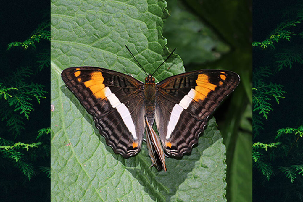 Adelpha malea goyama