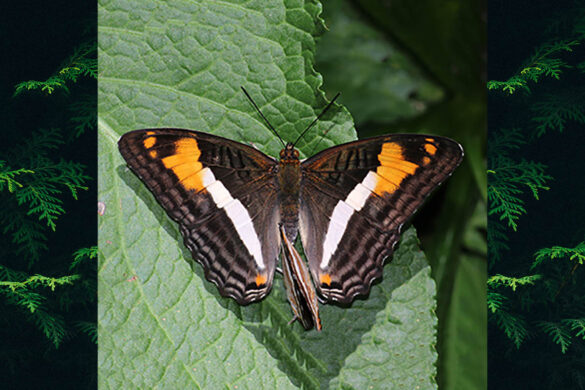 Adelpha malea goyama