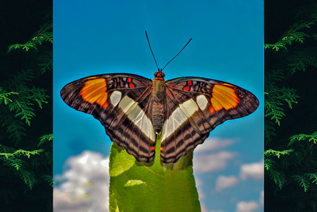 Adelpha paraena massilia