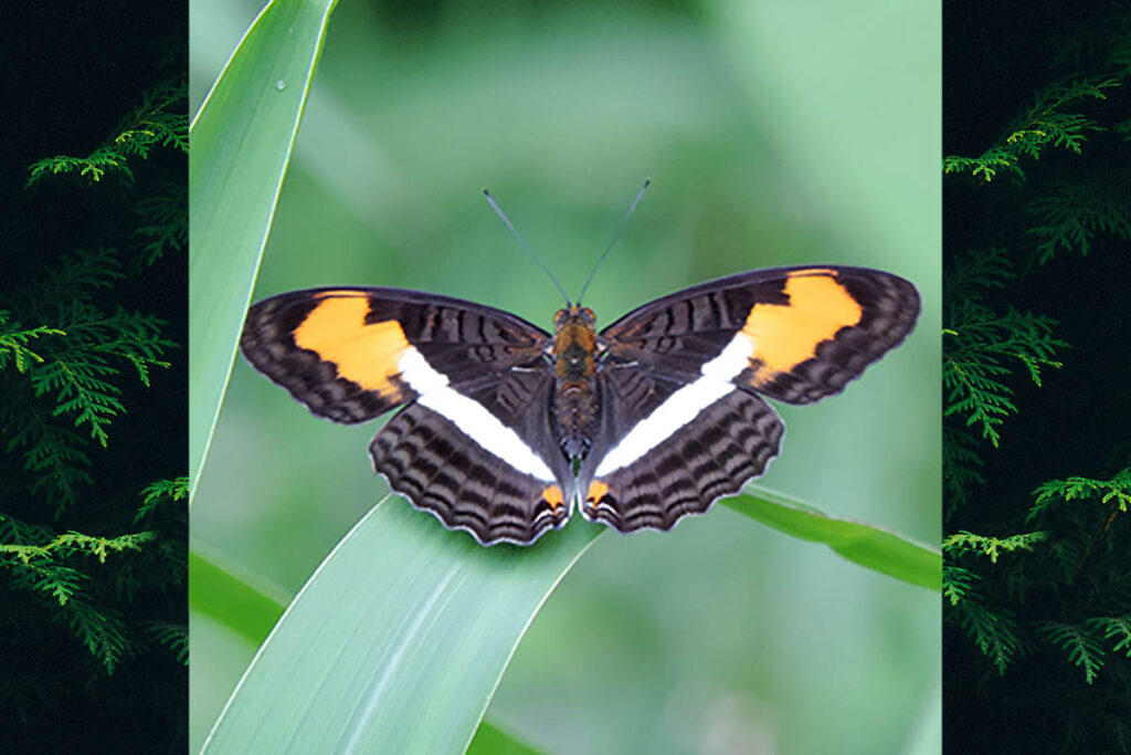 Adelpha plesaure plesaure