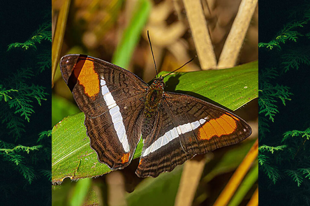 Adelpha poltius