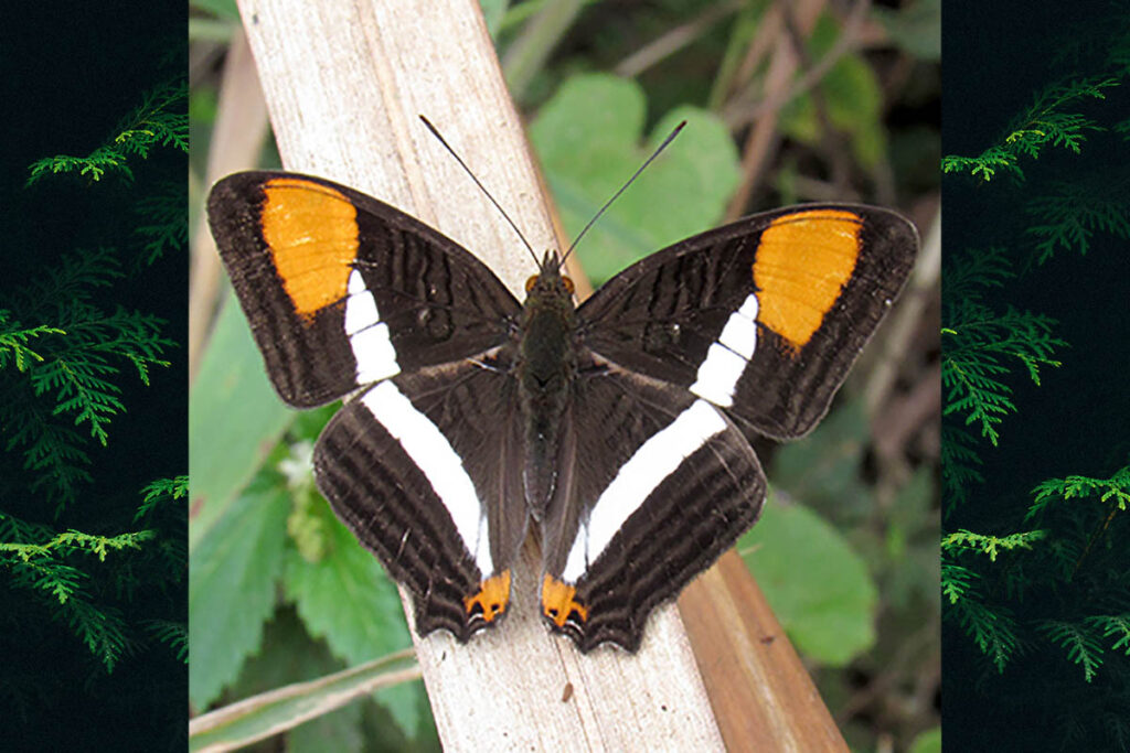 Adelpha syma