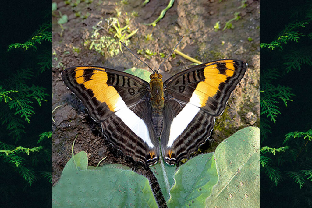 Adelpha thesprotia