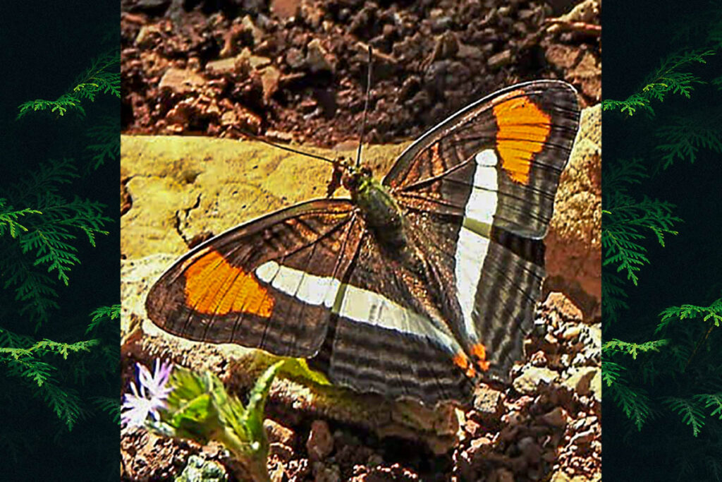 Adelpha thessalia indefecta