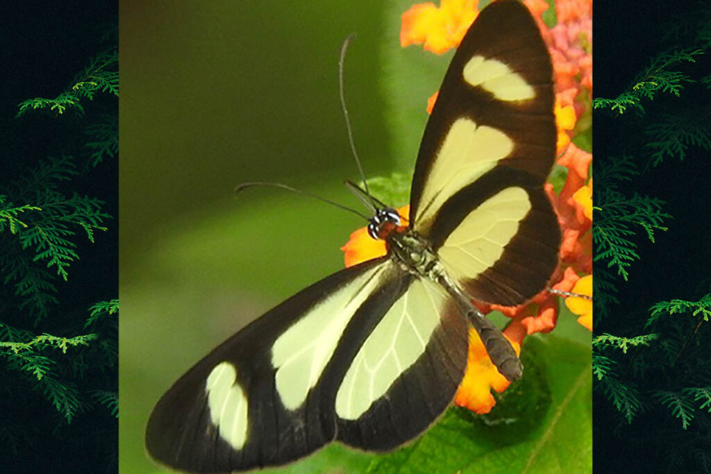 Aeria olena