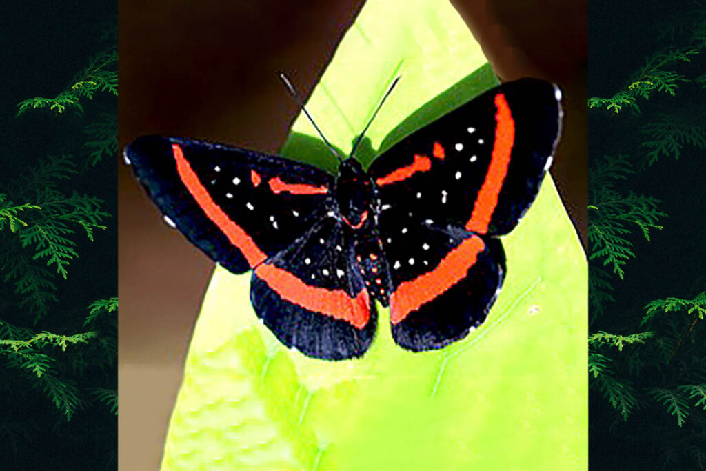 Amarynthis meneria