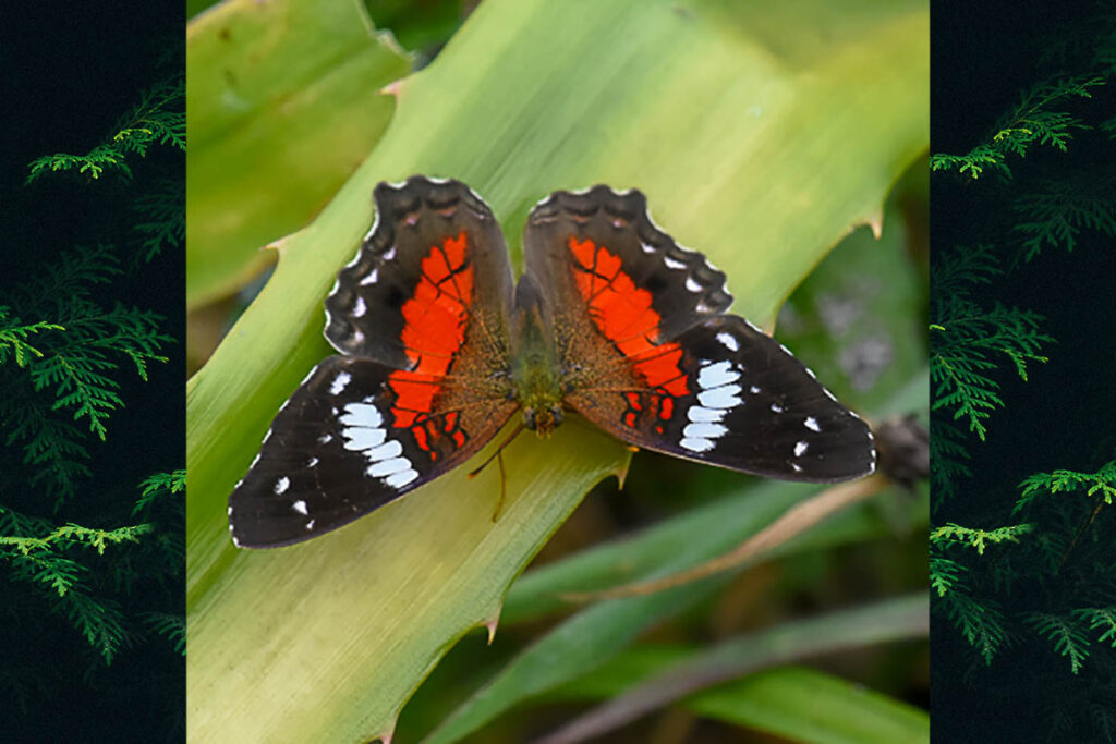 Anartia amathea roeselia