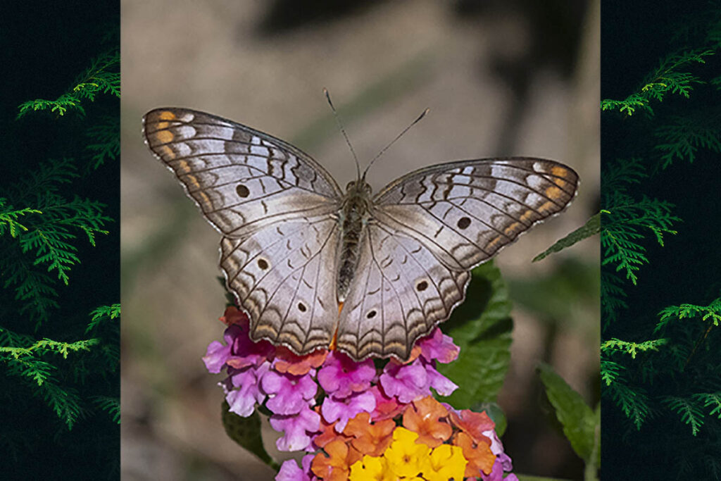 Anartia jatrophae jatrophae