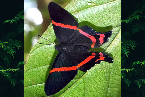 Ancyluris aulestes pandama