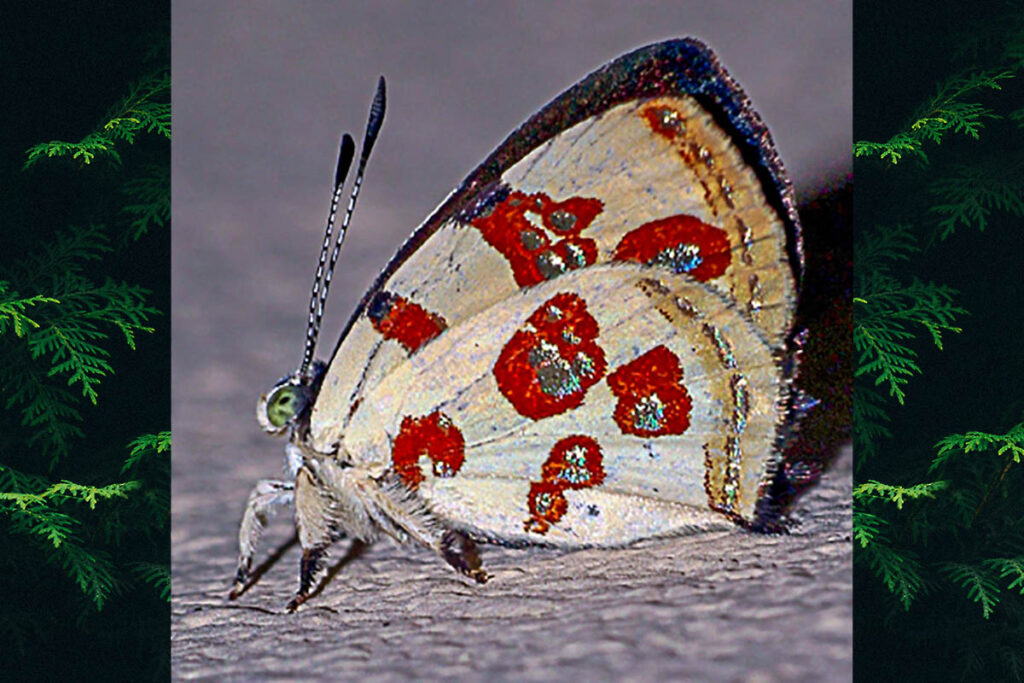 Anteros aliceae