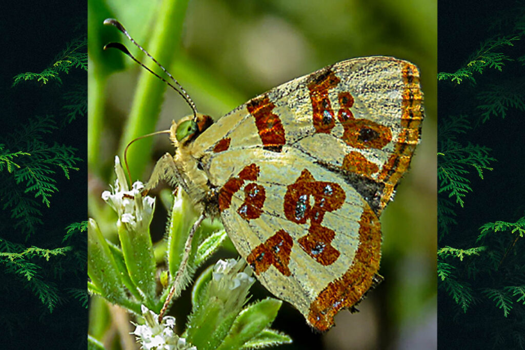 Anteros lectabilis