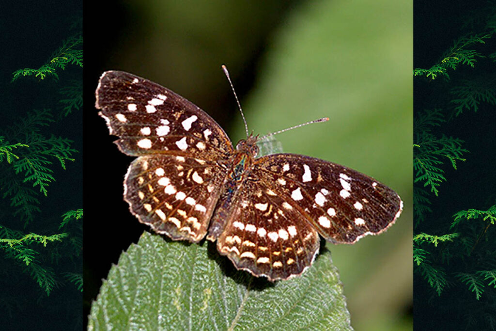 Anthanassa hermas hermas