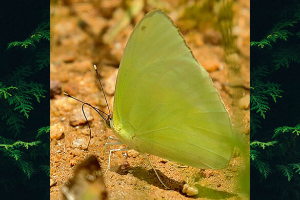 Aphrissa statira statira