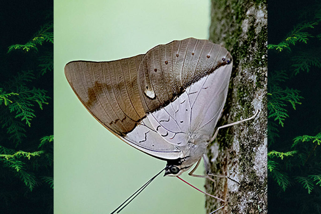 Archaeoprepona amphimachus amphimachus