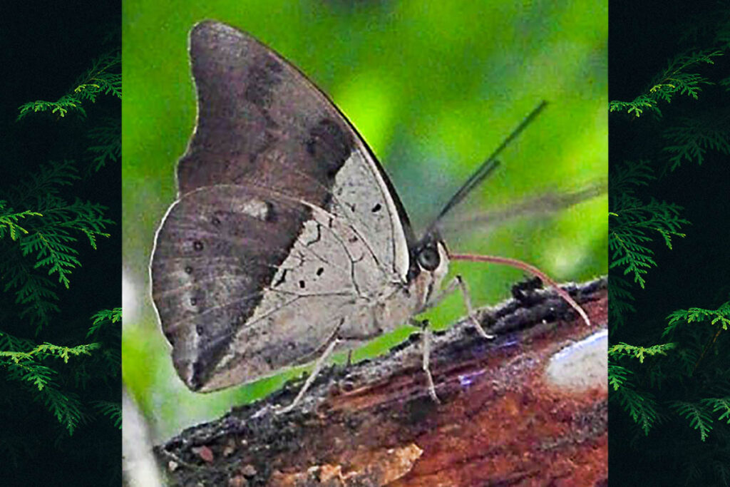Archaeoprepona amphimachus pseudomeande