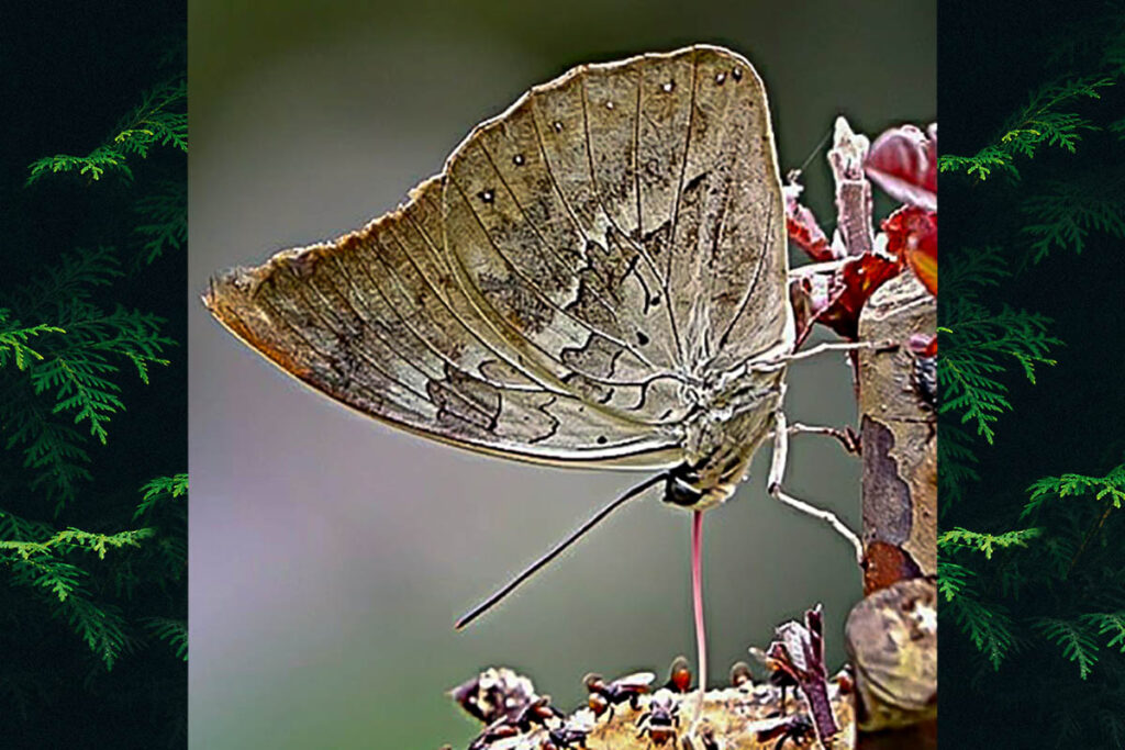 Archaeoprepona demophoon antimache