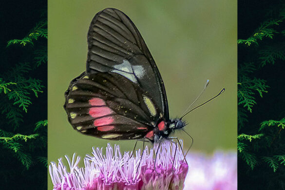 Archonias brassolis tereas