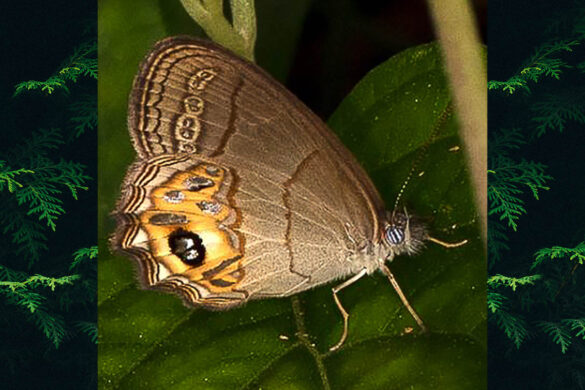 Argentaria cosmophila