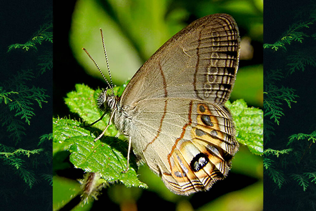 Argentaria hygina