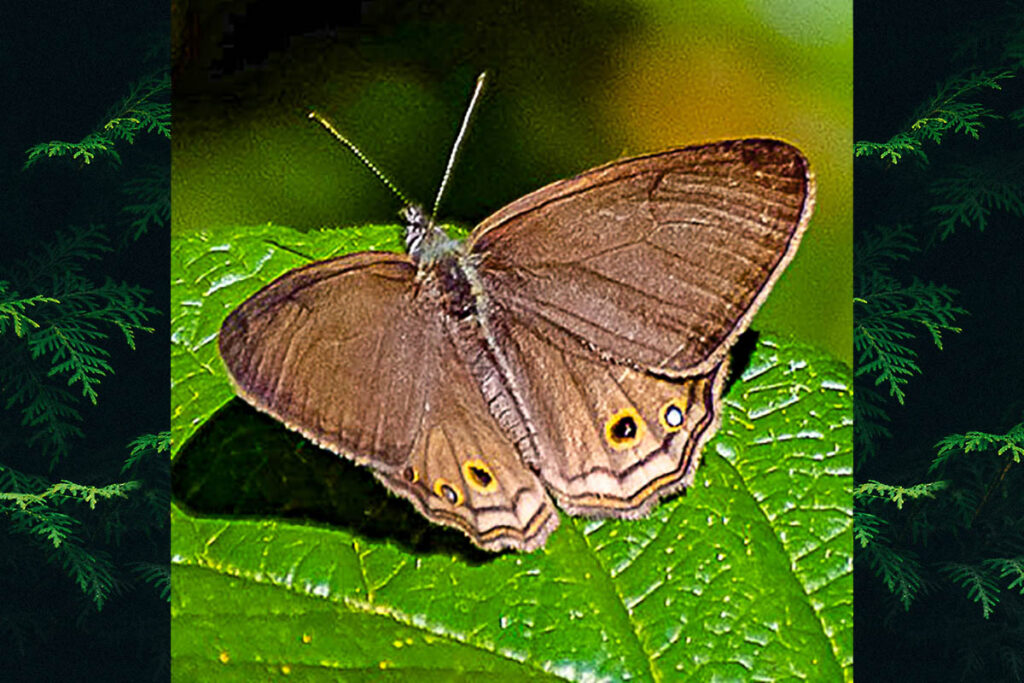 Argentaria clorimena