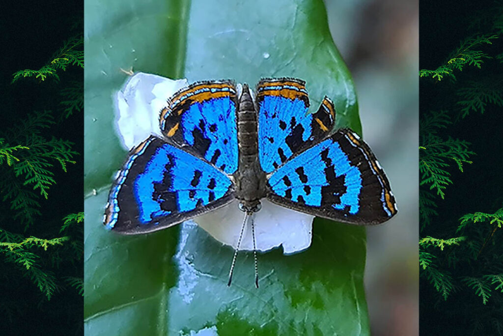Argyrogrammana venilia
