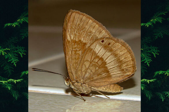 Aricoris constantius