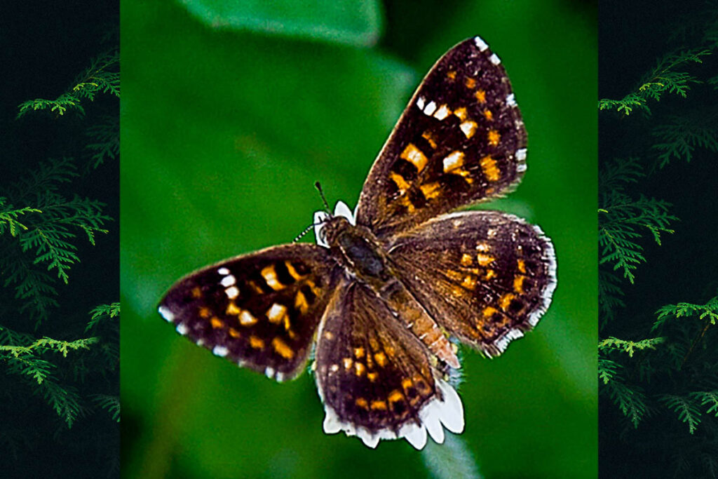 Aricoris epulus