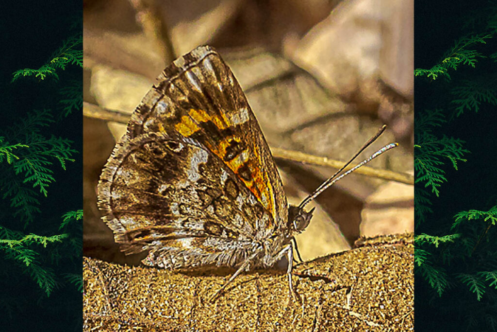 Aricoris hubrichi