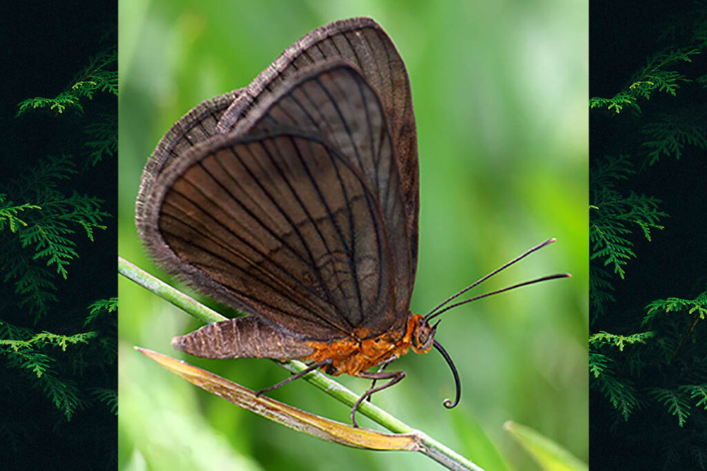 Aricoris monotona
