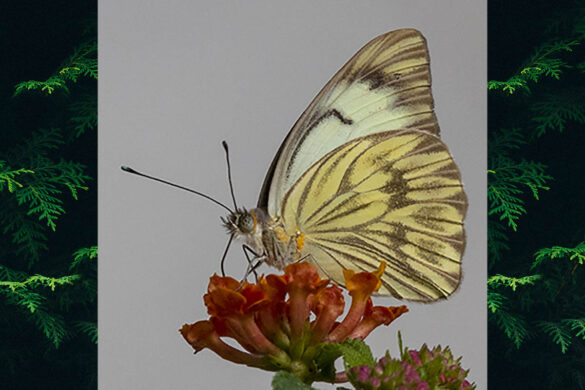 Ascia monuste orseis