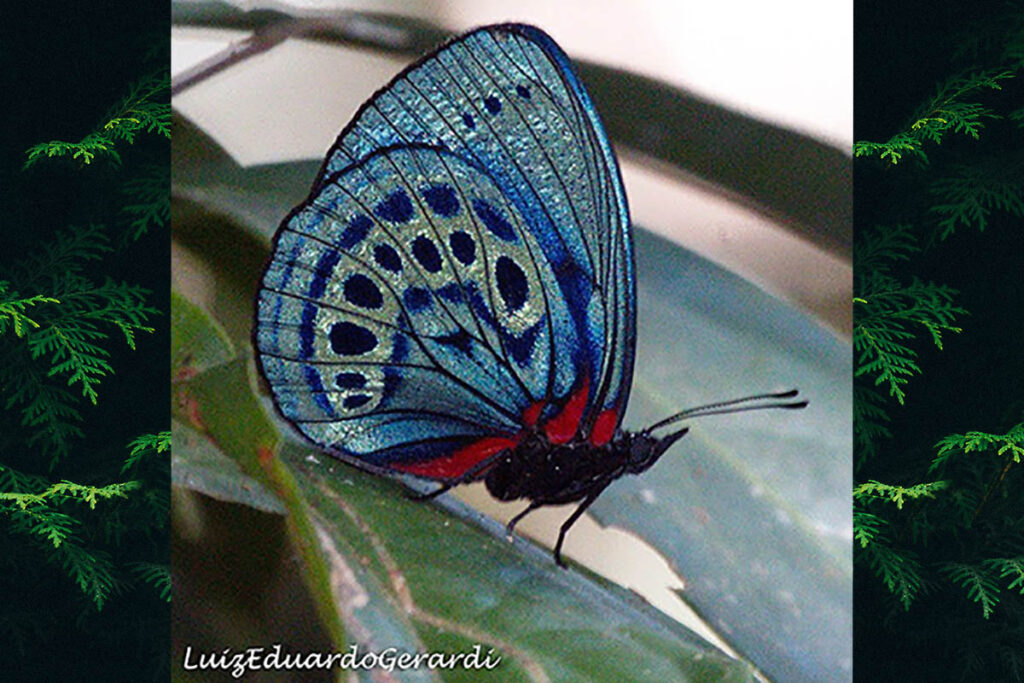 Asterope leprieuri