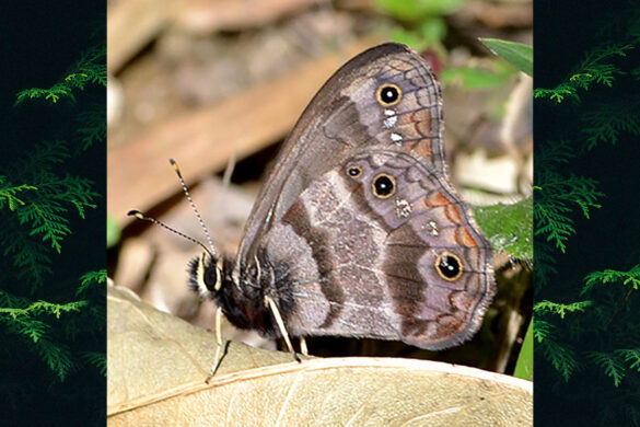 Atlanteuptychia ernestina