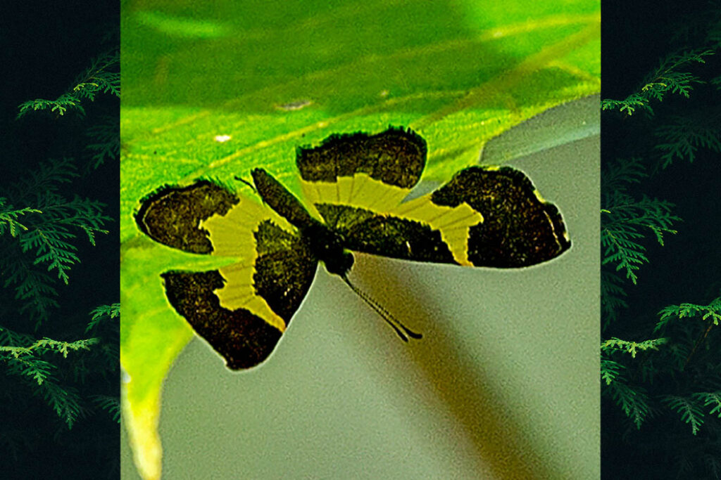 Baeotis johannae johannae