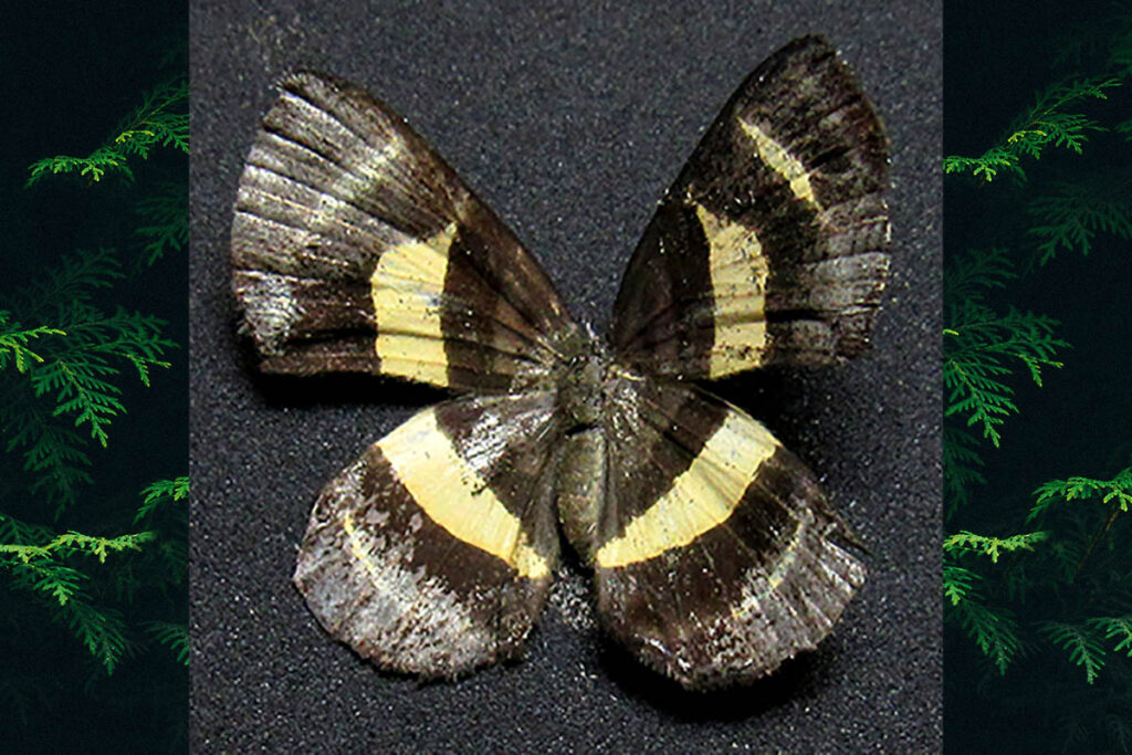 Baeotis melanis